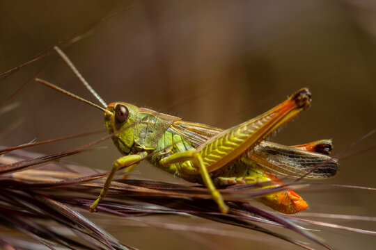 Macro documentary of spring grasshopper on wild grass