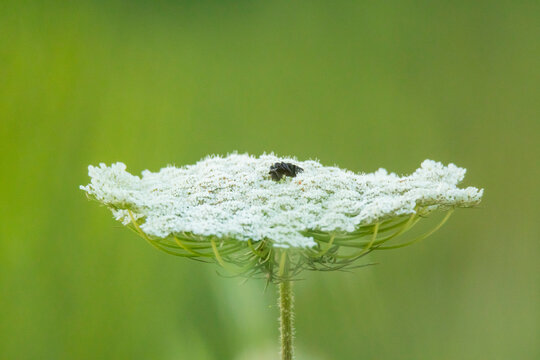 Wild carrot bloom with dark central floret
