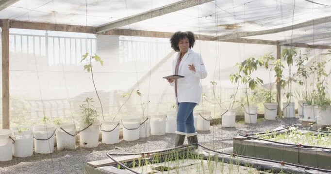 Mid-adult African woman in labcoat walking greenhouse aisle, tablet data guiding, inspecting plants