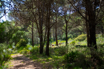 Fototapeta premium Beehives nestled in forest clearing for honey harvest