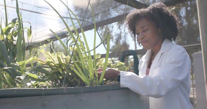 African American woman in labcoat reaching bed checking foliage for study in shadehouse, copy space