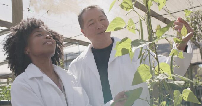 Diverse team in lab coats senior Asian male guiding intern examining vine leaf in nursery study