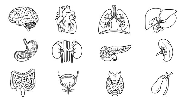 Human Organ Anatomy Vector Illustration Set with Brain Heart Lungs and Liver