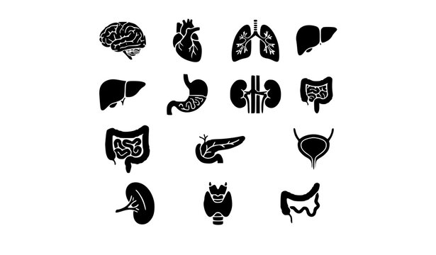 Minimal Flat Human Anatomy Organ Vector Icon Pack for Healthcare and Biology