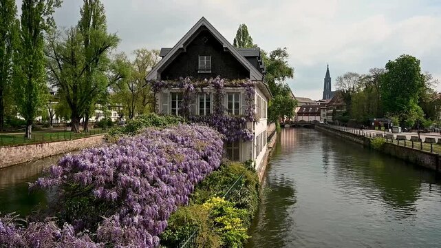 Static view of riverside cottage approach under cascading purple wisteria along Strasbourg canal. Verdant trees and calm water with historic spire in distance and spring charm atmosphere. Wisteria