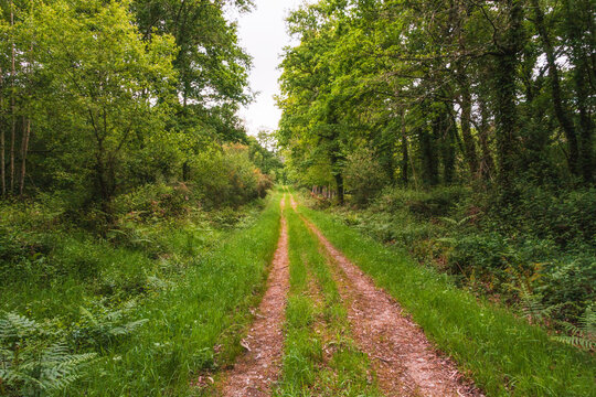 Peaceful forest path with lush greenery and trees