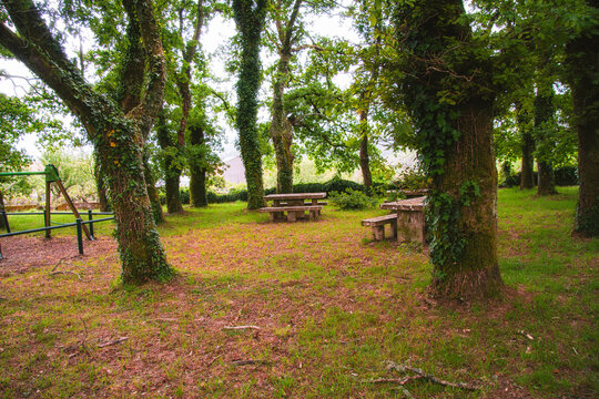 Tranquil forest clearing with picnic benches