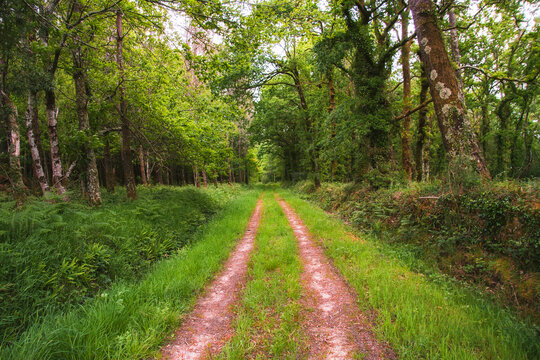 Serene forest path amid lush greenery