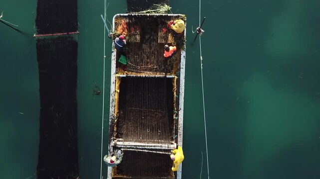Korea seaweed origin sea port laver harvest production work harvesting operation fishing village ocean aquaculture farm seaweed raw material fishery industry fishing aquaculture fishermen marine 
