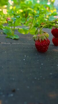 Close up view of fresh, ripe red strawberries growing on a plant in a garden bed, with vibrant green leaves and a shallow depth of field creating a beautiful soft bokeh background