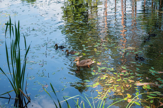 Duck with several ducklings swimming among aquatic plants a calm pond, with tall green reeds in the foreground and reflections of trees and sky on the water