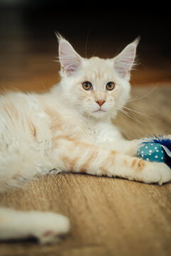 White Maine Coon kitten relaxing with toy on carpet
