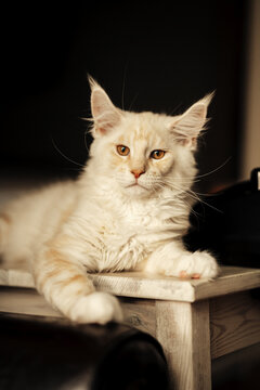 Cream Maine Coon cat lounging on wooden stool indoors