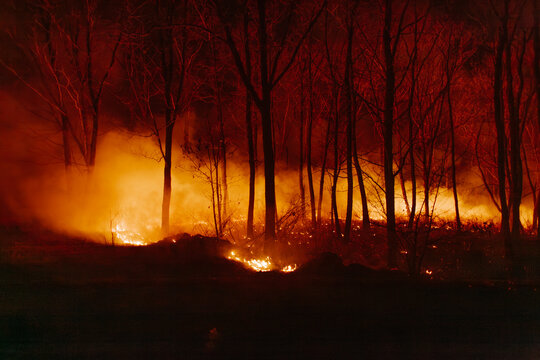Forest fire engulfs trees with smoke and glowing embers