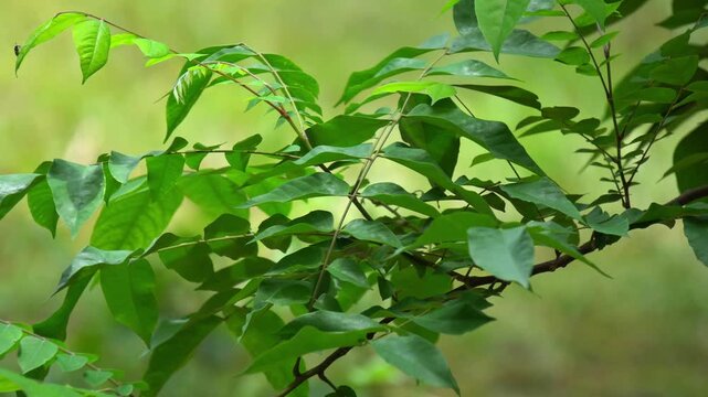 Carambola Tree Pinnate Foliage Close Up with Soft Bokeh Nature Background. Macro Texture of Healthy Star Fruit Leaves on Branches in Indian Orchard.