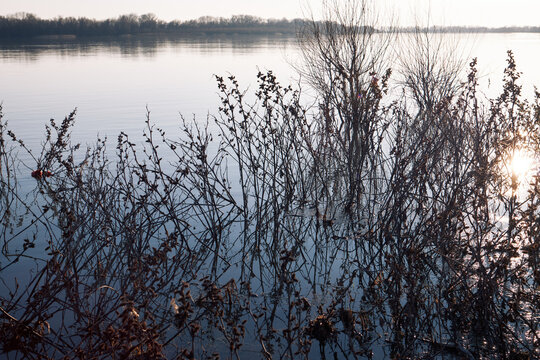Dry riverside plants reflected in calm lake water during peaceful autumn evening light naturally