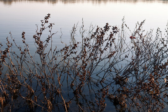Dry riverside plants reflected in calm lake water during peaceful autumn evening light naturally