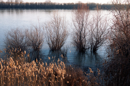 Flooded riverside trees and golden reeds beside calm water under peaceful evening autumn light