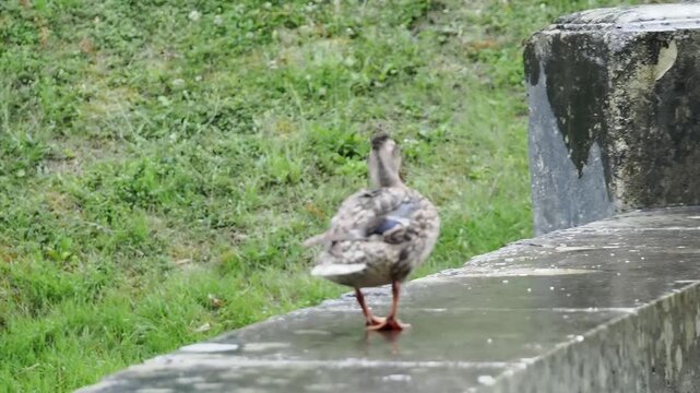 Canard colvert (Anas platyrhynchos) se lissant le plumage sous la pluie au bord d'une fontaine pendant la canicule au parc de Sceaux
