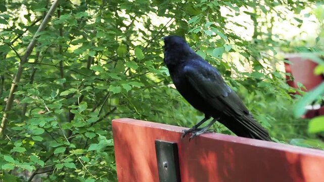 Grand Corbeau (Corvus corax) bec ouvert pour r&eacute;guler sa temp&eacute;rature pendant la canicule dans un parc urbain