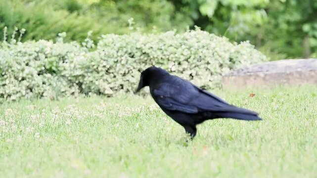 Grand Corbeau (Corvus corax) marchant sur une pelouse dess&eacute;ch&eacute;e pendant la canicule dans un parc urbain