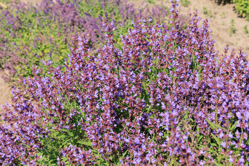 Fototapeta premium Salvia officinalis flowers grow in a field under the sun during late spring time with blooming purple colors