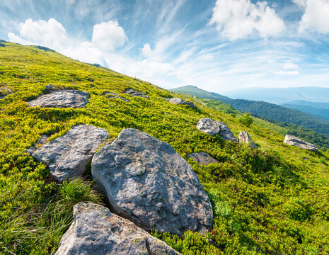 alpine meadow in summer nature. wild grass and grey rocks in carpathian landscape. mountain scenery of perechyn district, ukraine on a sunny day
