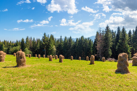 rural landscape with coniferous forest on a green hill. spruce trees on grassy meadow in tatra mountains. summer vacation in poland