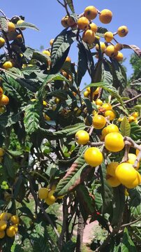 Loquat tree in the summer