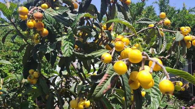 Loquat tree in the summer
