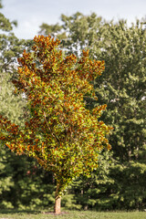 Fototapeta premium Close-up of changing autumn leaves on a sunny day with soft natural lighting