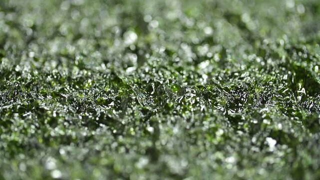 Korea traditional seaweed laver snack production processing food manufacturing line dried k-food superfood healthy sea product seafood marine industry aquaculture roasted savory seasoned crispy 