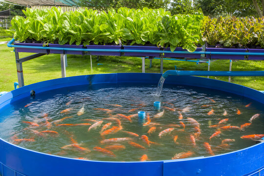 Blue circular pool with orange fish and green plants on a rack above, representing an outdoor aquaponics ecosystem