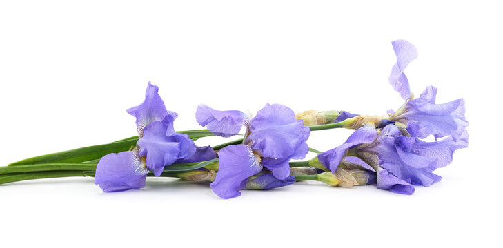 Beautiful bouquet of purple iris flowers isolated on a white background.