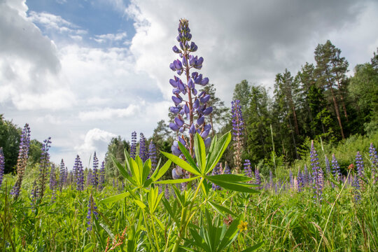 purple lupine flower