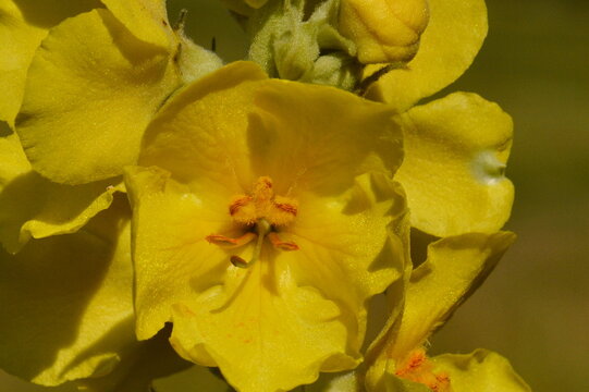 Extreme macro of a bright yellow mullein flower with fuzzy stamens