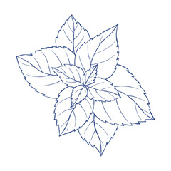 Mint Leaf Hand Drawn. Peppermint Sprig Botanical Sketch. Blue Line Art. Fresh Basil or Menthol Herb. Isolated Vector Illustration. © Ludmila