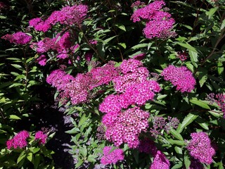Obraz premium Flowers of Spiraea japonica double play pink, the Japanese meadowsweet, Japanese spiraea or Korean spiraea.