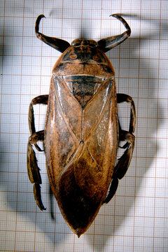 Barata