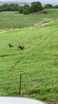 turkeys with babies