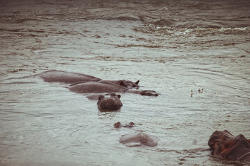 Group of hippopotamuses in the river, South Africa © Roger