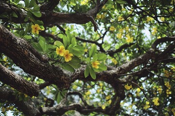 Fototapeta premium Vibrant yellow flowers amidst lush greenery on twisted tree branches