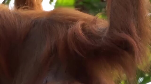 Close-up of orangutan's shaggy fur and face in lush green jungle environment