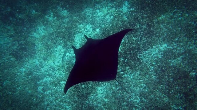 Reef manta ray Mobula alfredi underwater video footage, large graceful ray gliding over tropical coral reef in deep blue sea, Komodo National Park, Indonesia, vulnerable species marine wildlife