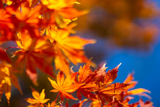 Red and golden leaves create a vivid autumn landscape full of colorful seasonal texture.