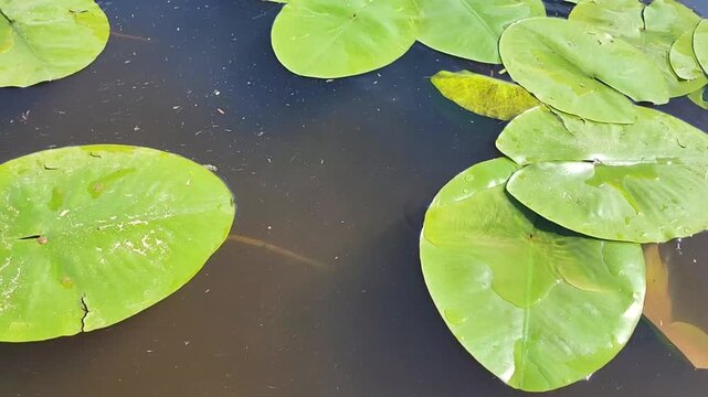On a hot summer day, the green leaves of the water lily sway in the river waves, and the sun's rays sparkle