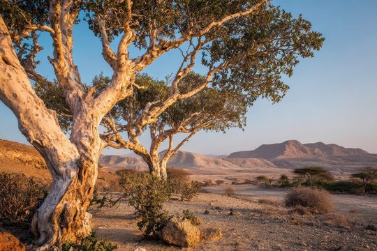 Golden hour frankincense trees in a Dhofar desert valley, Salalah, Oman