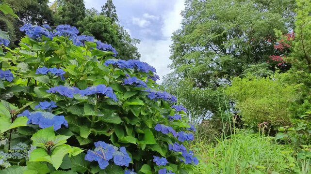 Blue Hydrangea Flowers and Fresh Green Nature in Summer Garden