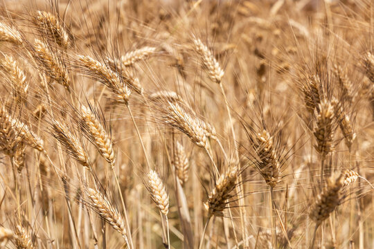 &Eacute;pis de bl&eacute; en gros plan dans un champ de bl&eacute; dor&eacute; au soleil