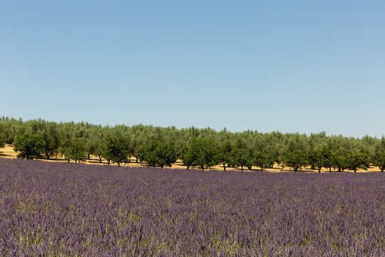 Paysage avec un champ de lavandes en fleurs au premier plan et un champ d'arbres verts en arri&egrave;re-plan, grand ciel bleu
